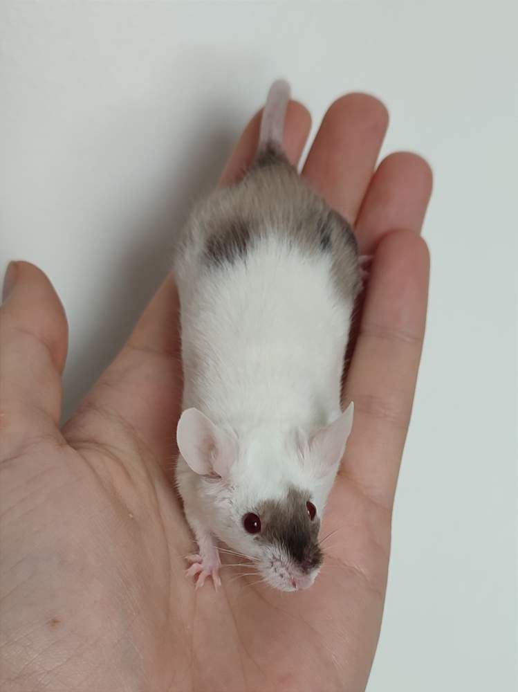Fancy mouse Deceased Mus musculus 