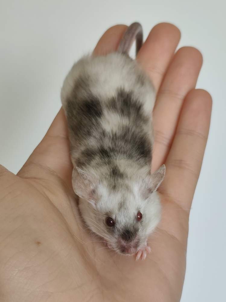 Fancy mouse Breeder Mus musculus 