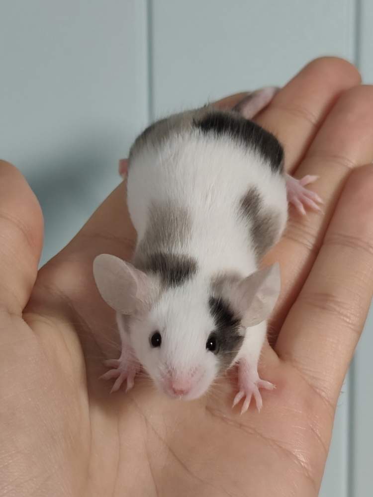 Fancy mouse Owned by other Mus musculus 