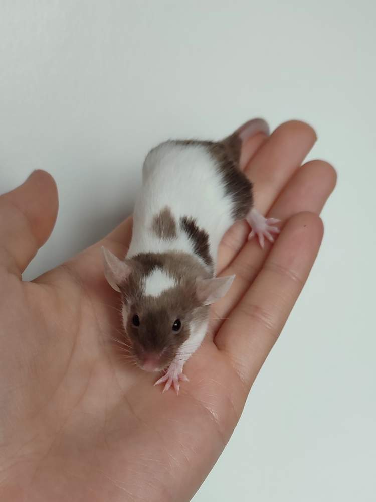 Fancy mouse Deceased Mus musculus 