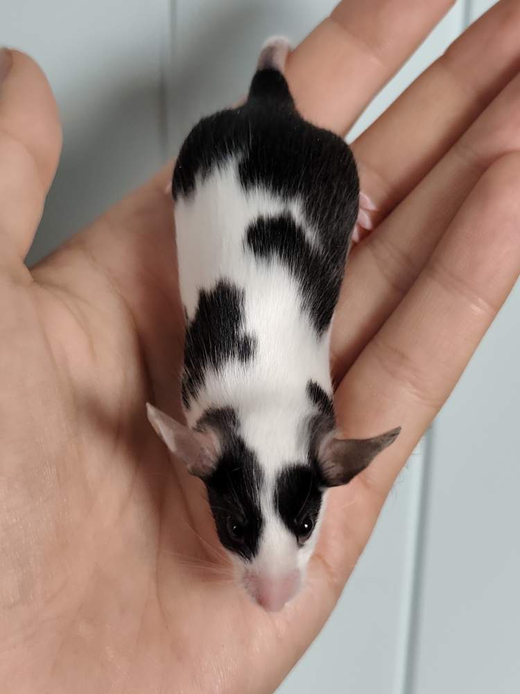 Fancy mouse Breeder Mus musculus 