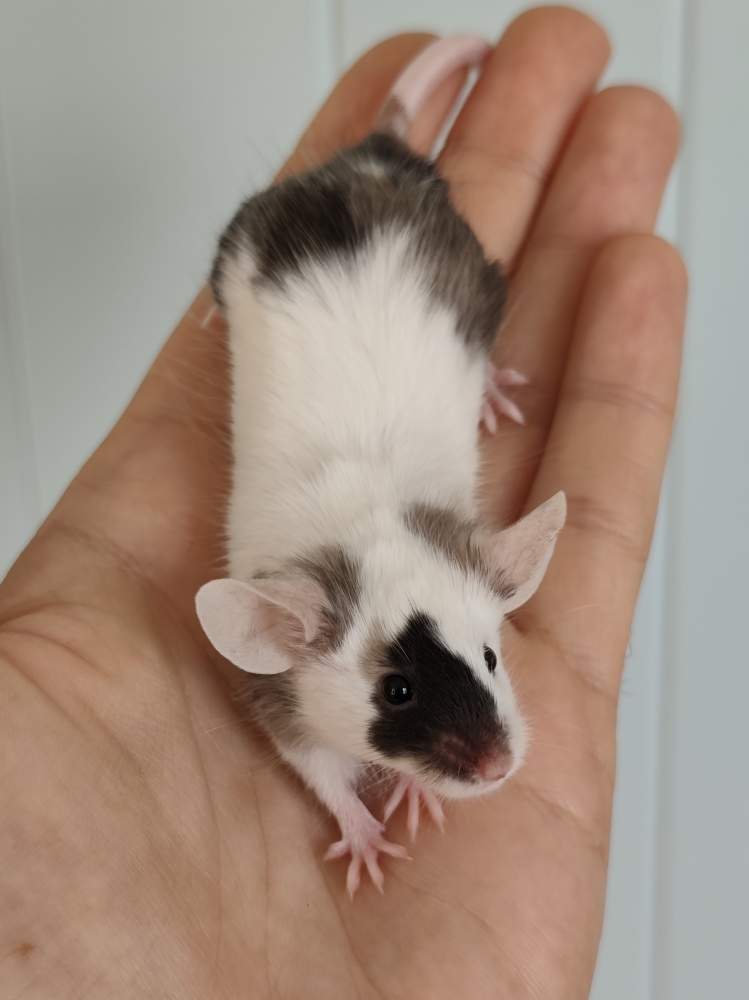 Fancy mouse Breeder Mus musculus 