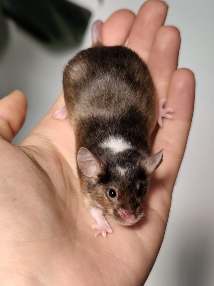 Fancy mouse Breeder Mus musculus 
