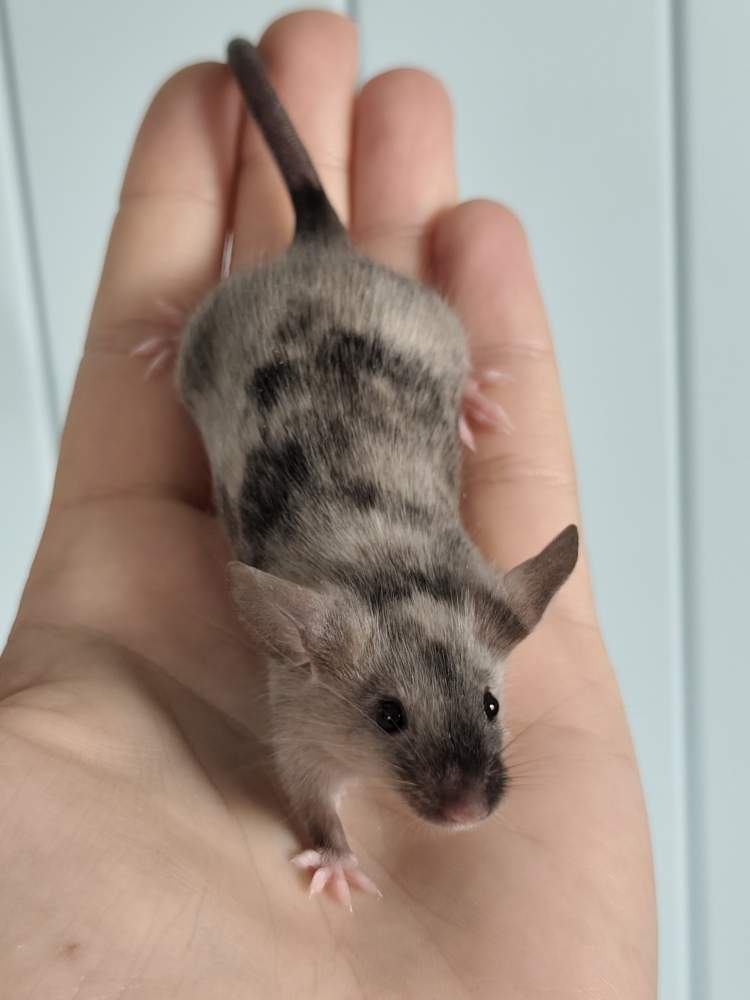 Fancy mouse Owned by other Mus musculus 