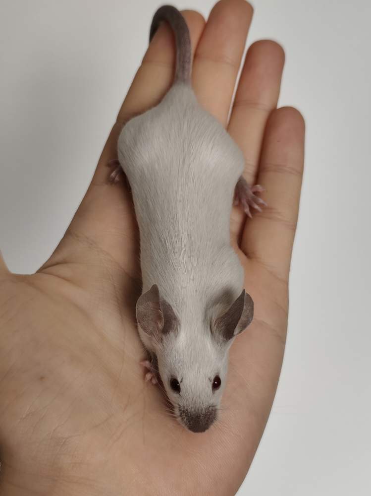 Fancy mouse Breeder Mus musculus 