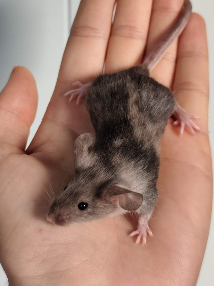 Fancy mouse Breeder Mus musculus 