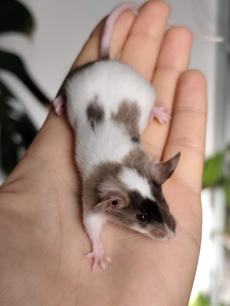 Fancy mouse Breeder Mus musculus 