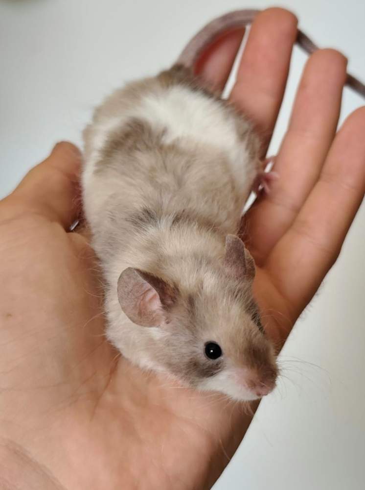 Fancy mouse Breeder Mus musculus 
