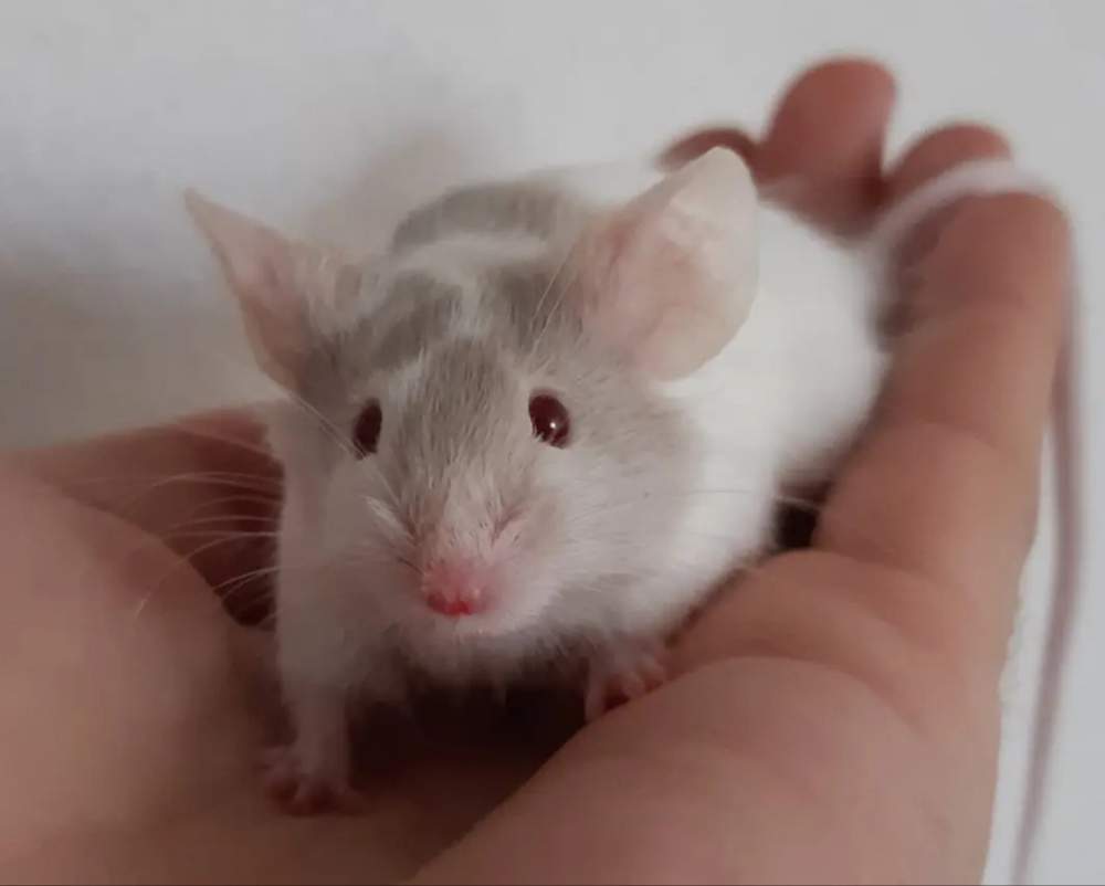 Fancy mouse Deceased Mus musculus 