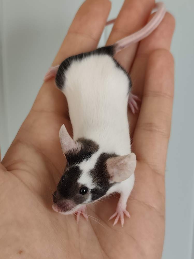 Fancy mouse Owned by other Mus musculus 