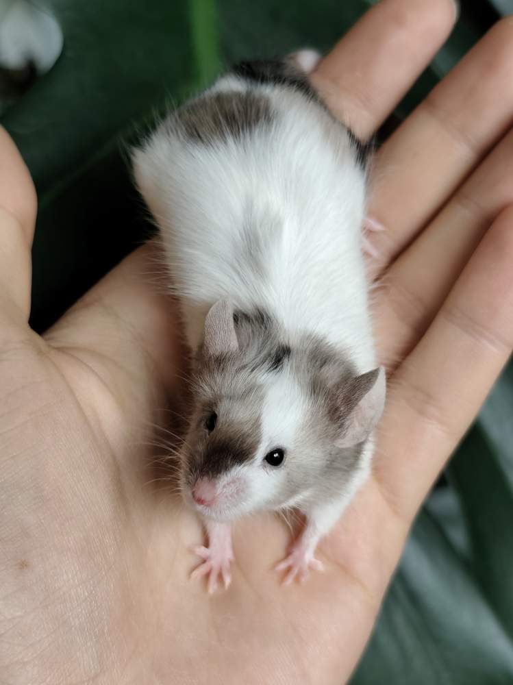 Fancy mouse Breeder Mus musculus 