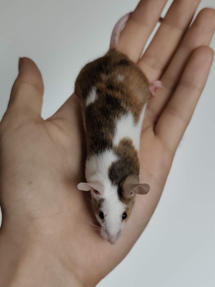 Fancy mouse Breeder Mus musculus 