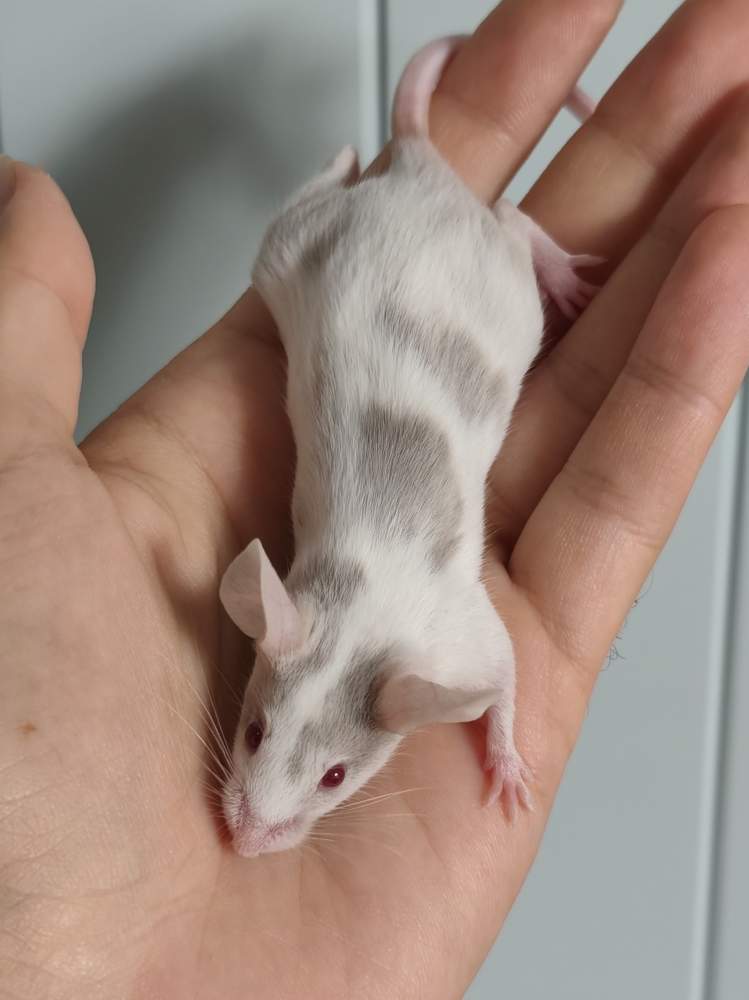 Fancy mouse Breeder Mus musculus 