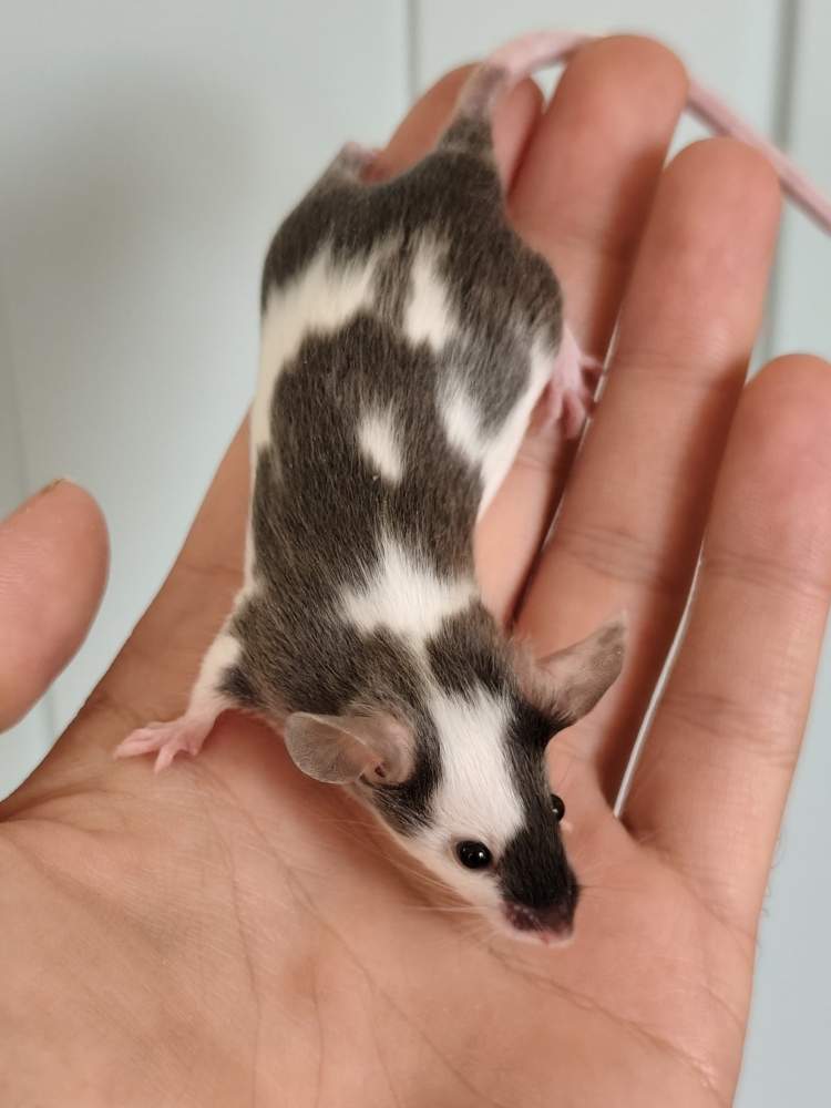 Fancy mouse Owned by other Mus musculus 