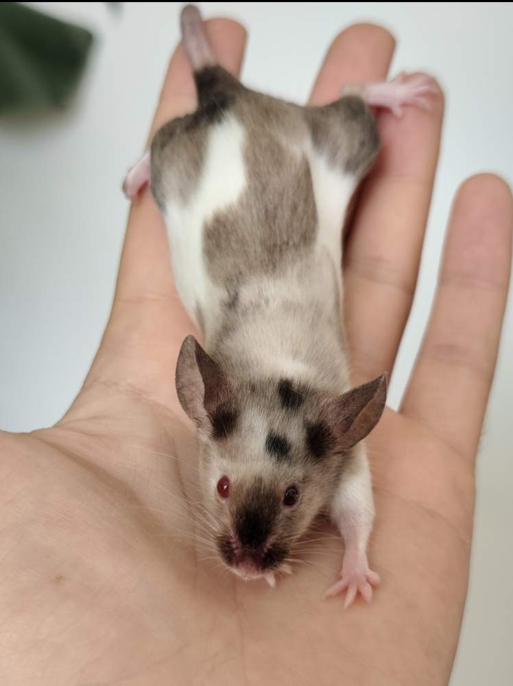 Fancy mouse Breeder Mus musculus 