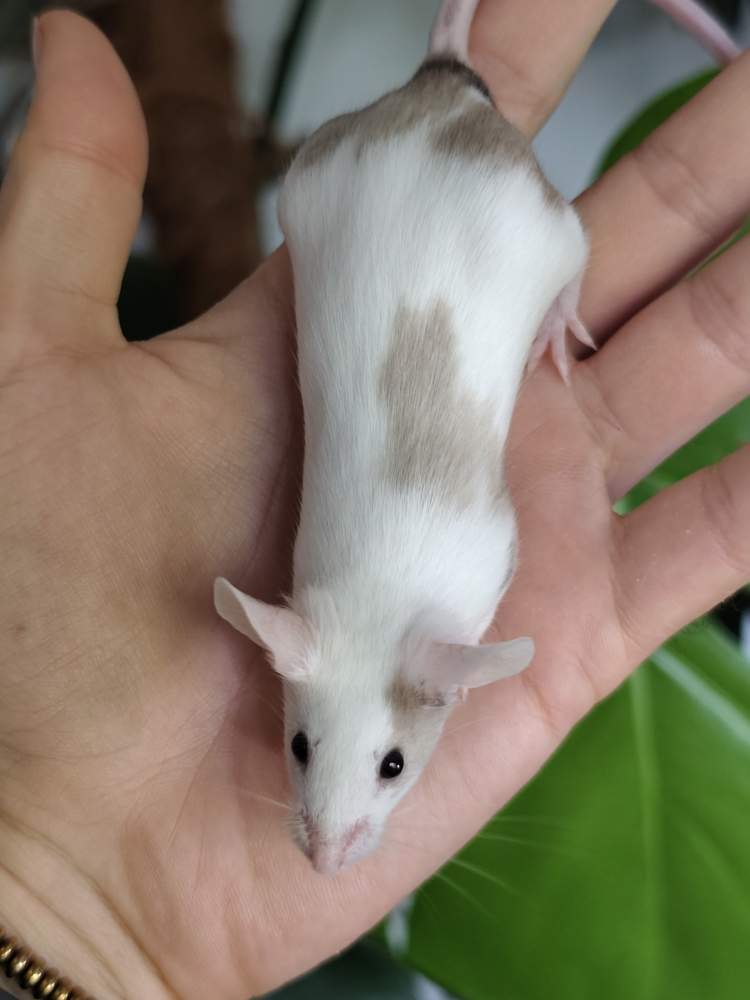 Fancy mouse Breeder Mus musculus 