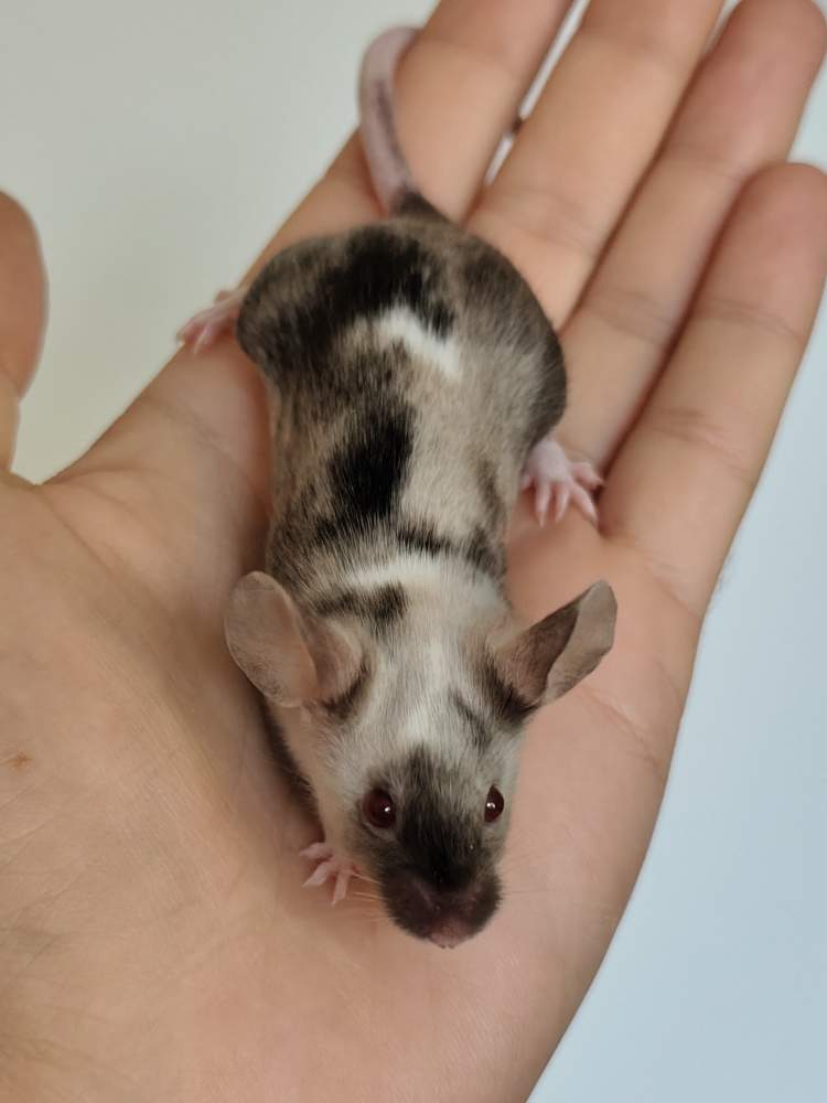 Fancy mouse Breeder Mus musculus 