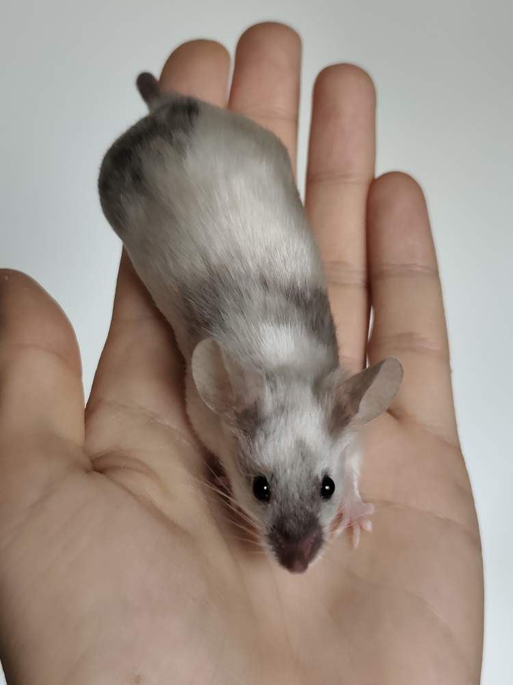 Fancy mouse Breeder Mus musculus 
