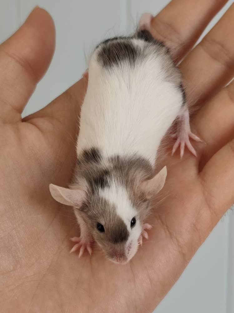 Fancy mouse Breeder Mus musculus 