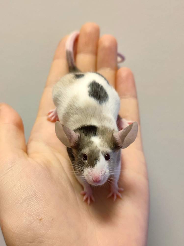 Fancy mouse Retired Mus musculus 
