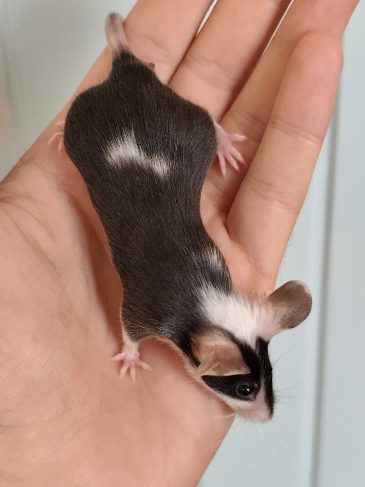 Fancy mouse Breeder Mus musculus 