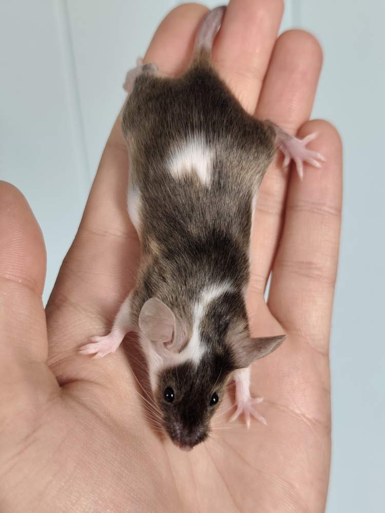 Fancy mouse Breeder Mus musculus 