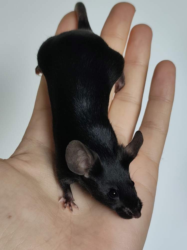 Fancy mouse Breeder Mus musculus 