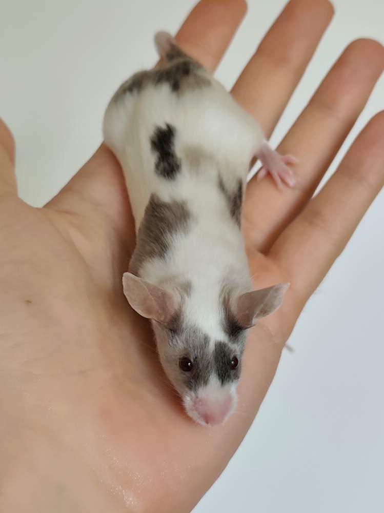 Fancy mouse Breeder Mus musculus 