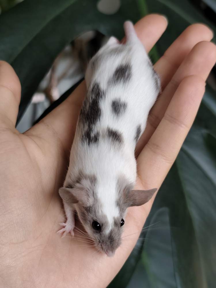 Fancy mouse Breeder Mus musculus 