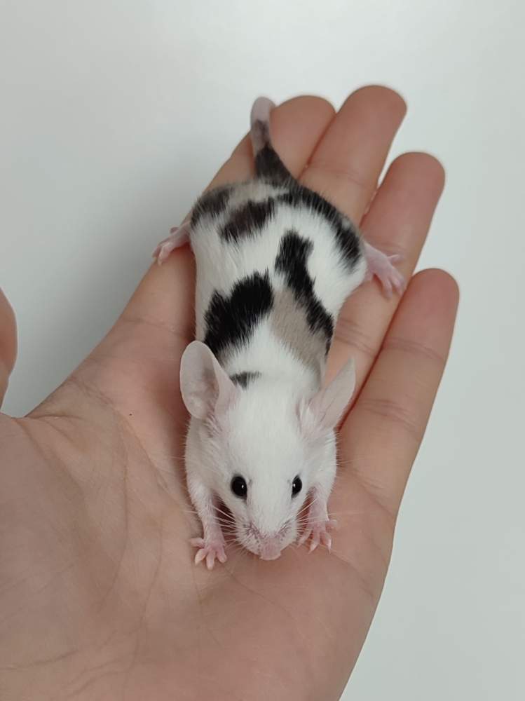Fancy mouse Pet only Mus musculus 