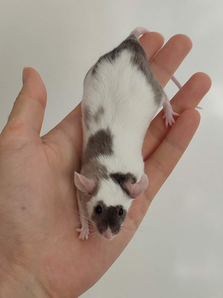 Fancy mouse Deceased Mus musculus 