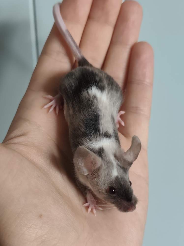 Fancy mouse Breeder Mus musculus 