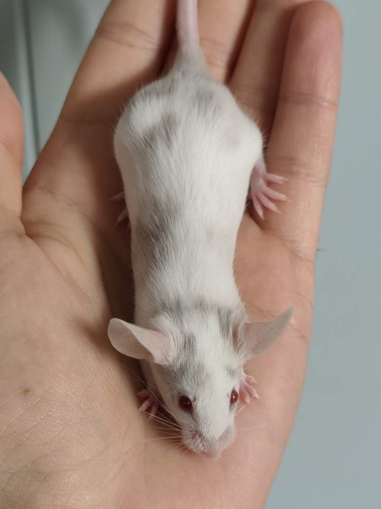Fancy mouse Owned by other Mus musculus 