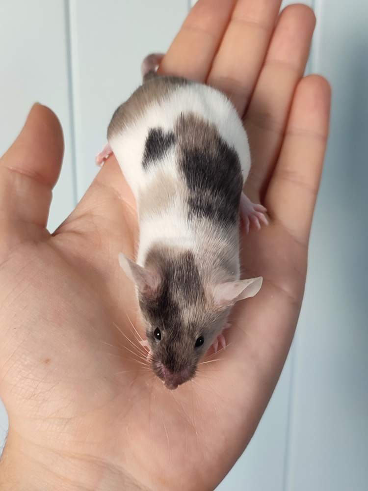 Fancy mouse Breeder Mus musculus 
