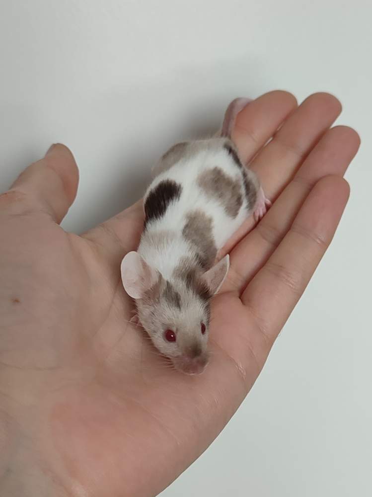Fancy mouse Pet only Mus musculus 