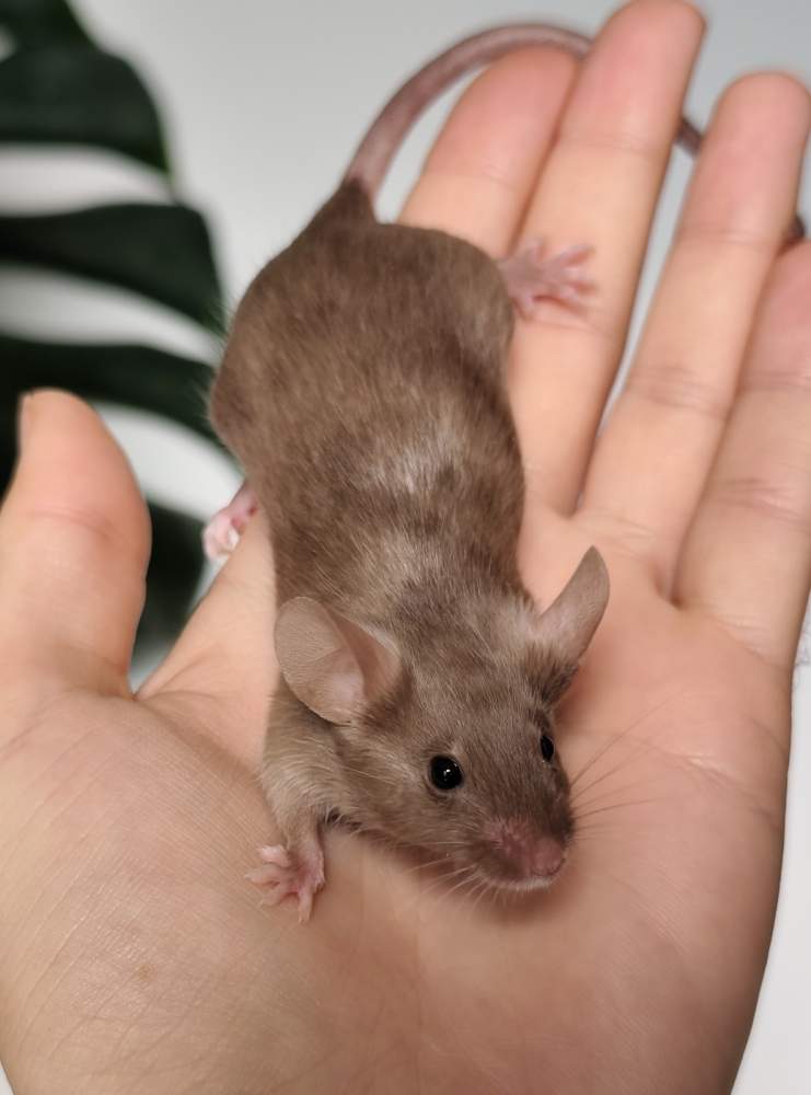 Fancy mouse Breeder Mus musculus 