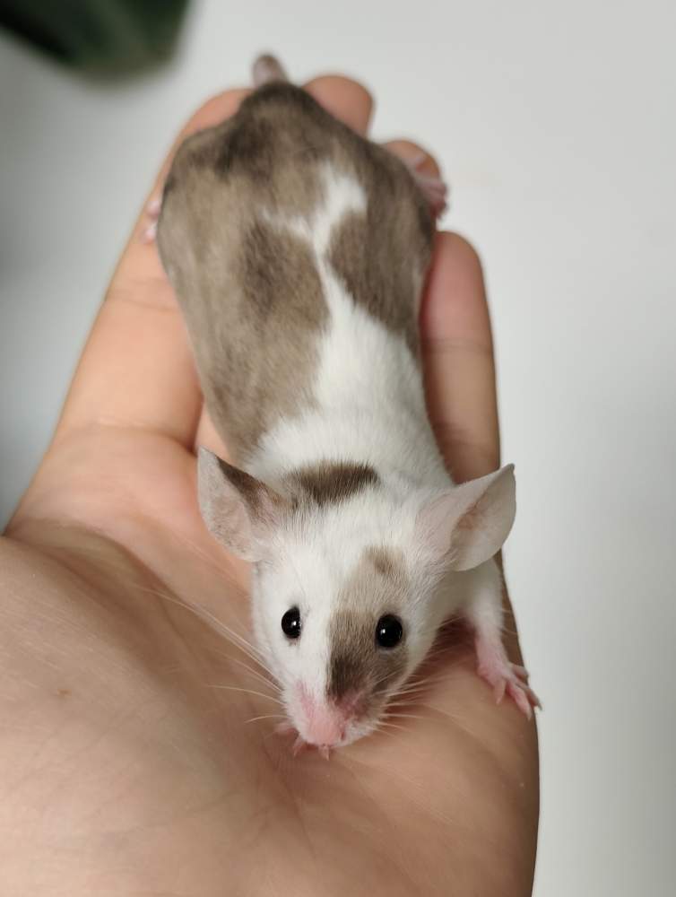 Fancy mouse Breeder Mus musculus 