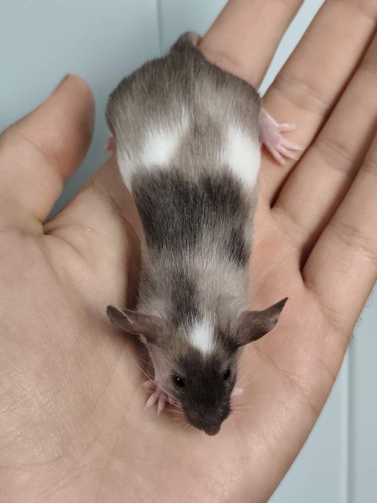 Fancy mouse Breeder Mus musculus 