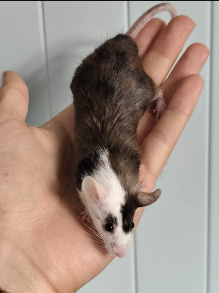 Fancy mouse Breeder Mus musculus 