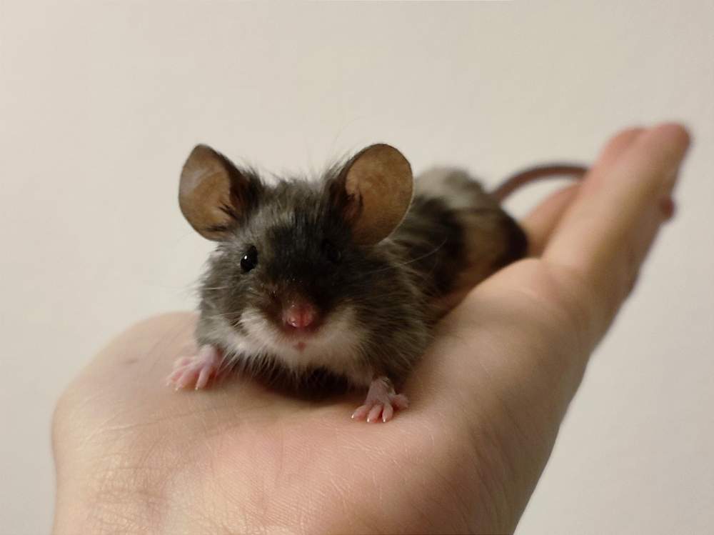 Fancy mouse Deceased Mus musculus 