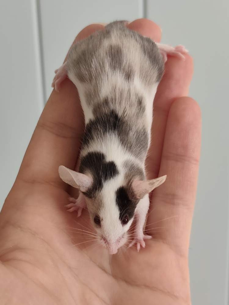 Fancy mouse Breeder Mus musculus 