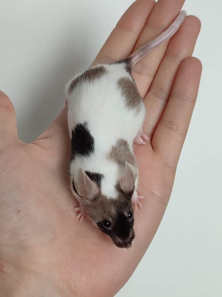 Fancy mouse Breeder Mus musculus 