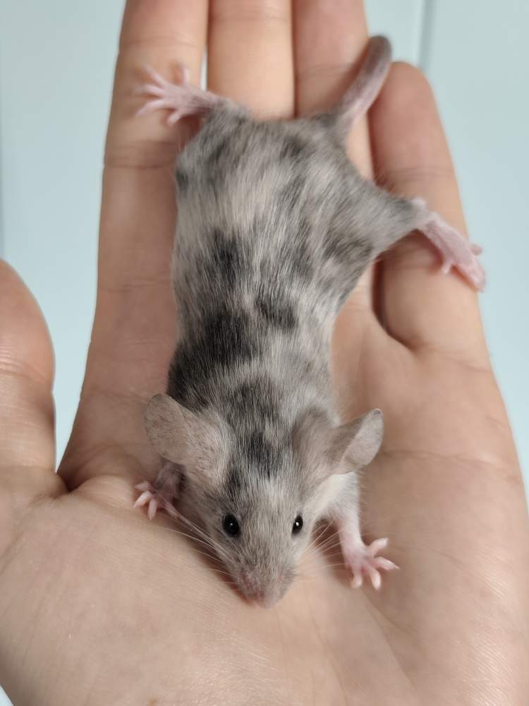 Fancy mouse Breeder Mus musculus 