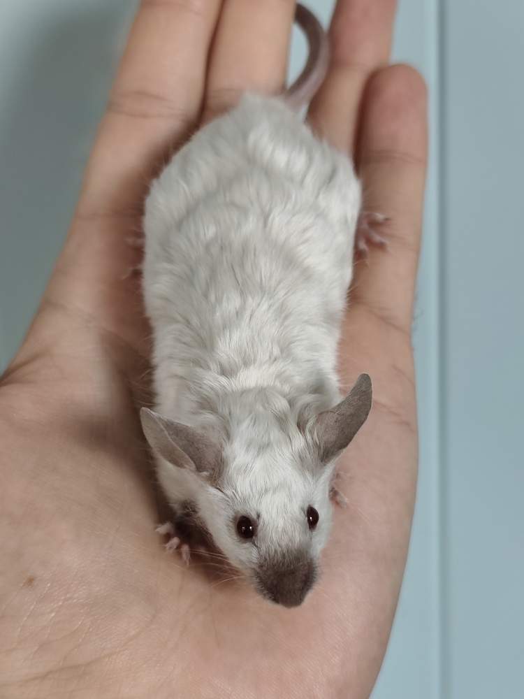 Fancy mouse Breeder Mus musculus 