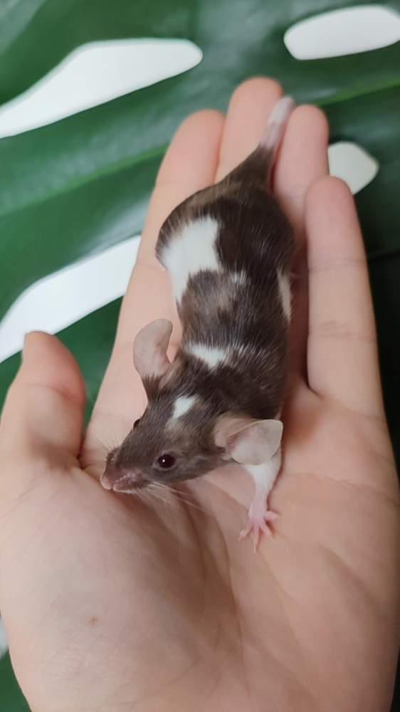 Fancy mouse Breeder Mus musculus 