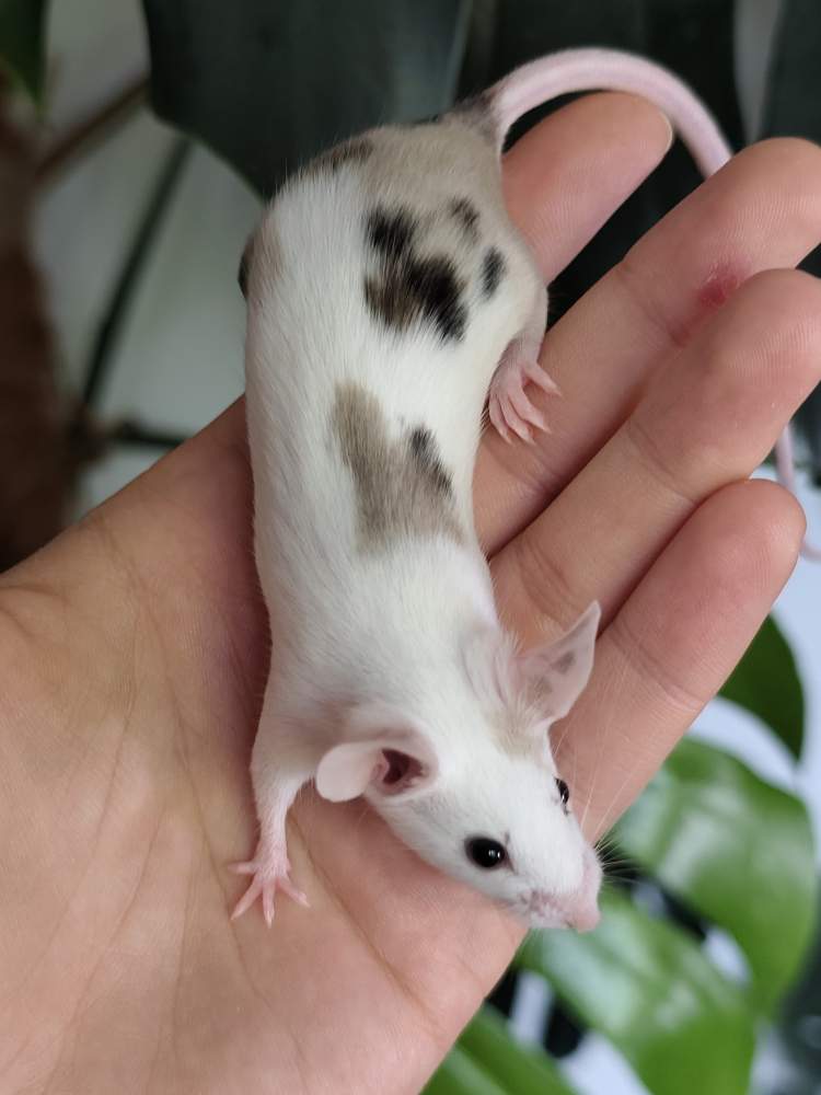 Fancy mouse Breeder Mus musculus 