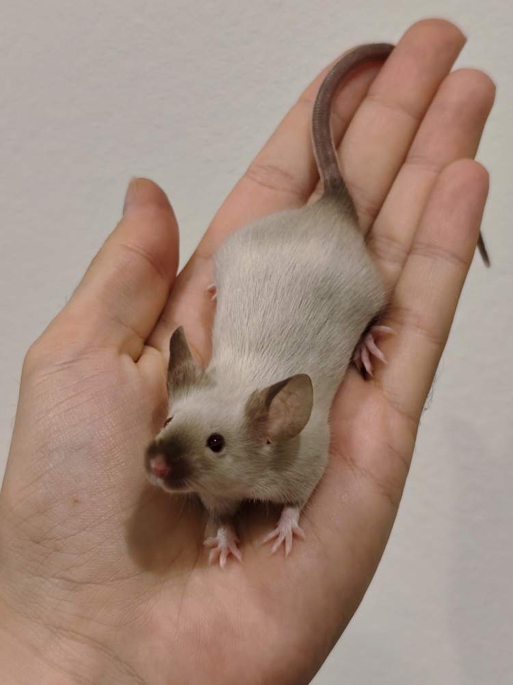 Fancy mouse Breeder Mus musculus 