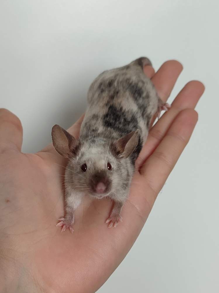 Fancy mouse Deceased Mus musculus 