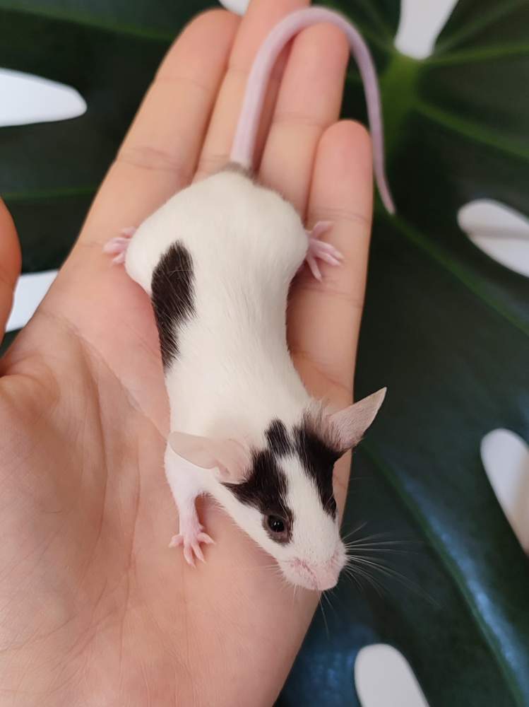 Fancy mouse Breeder Mus musculus 