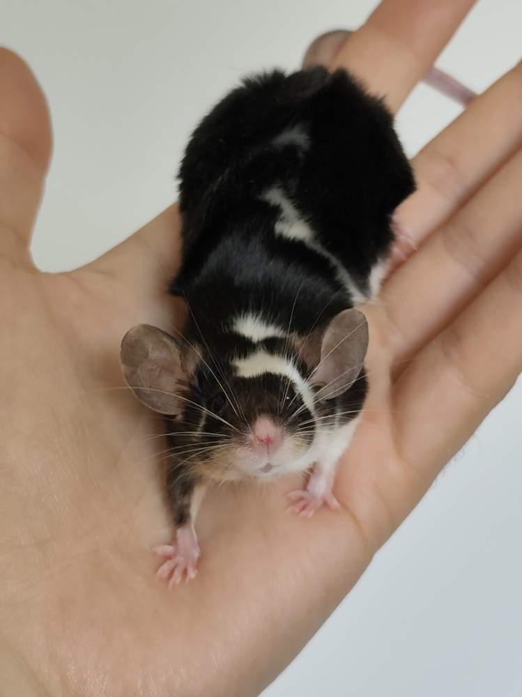 Fancy mouse Breeder Mus musculus 